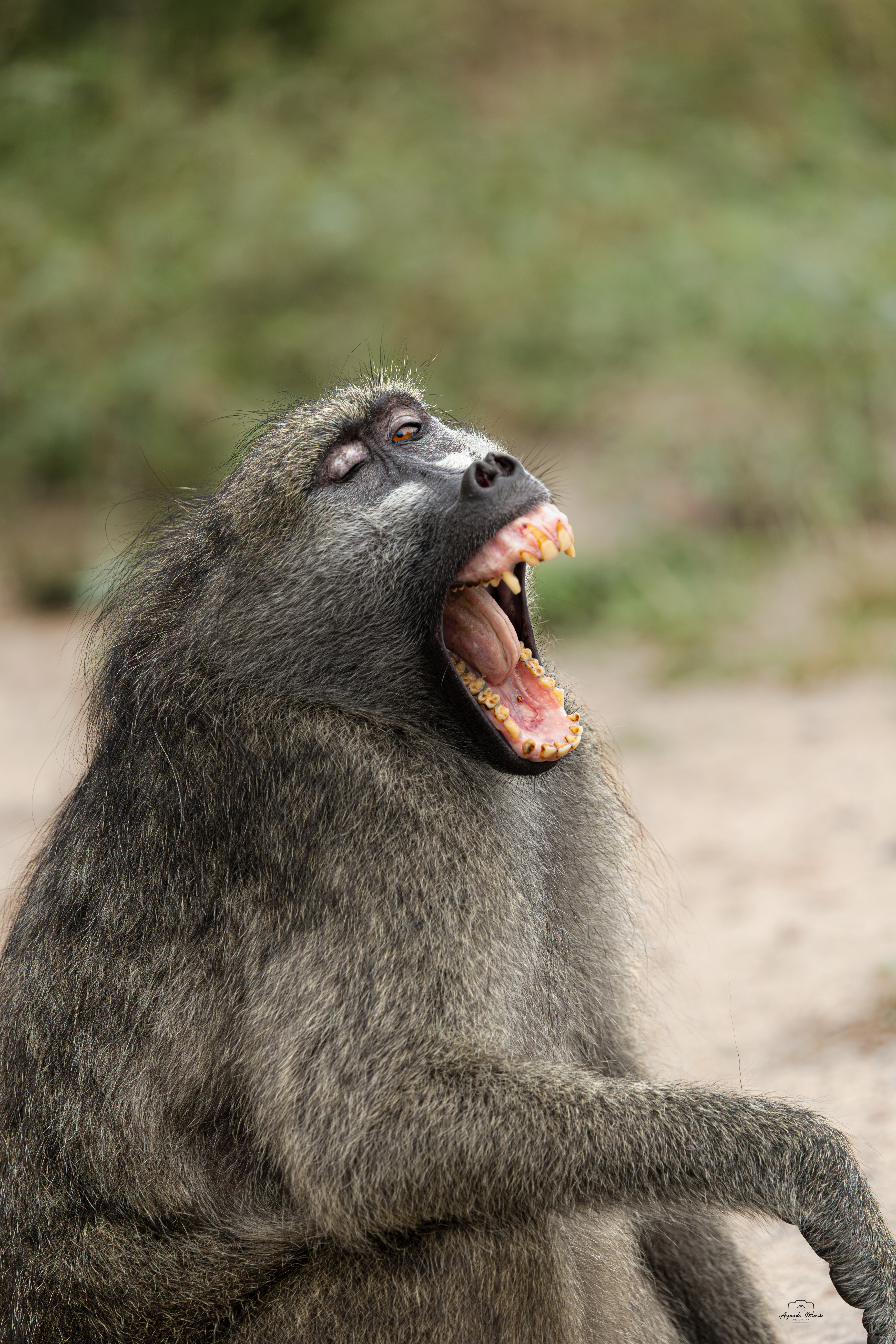 Baboon
