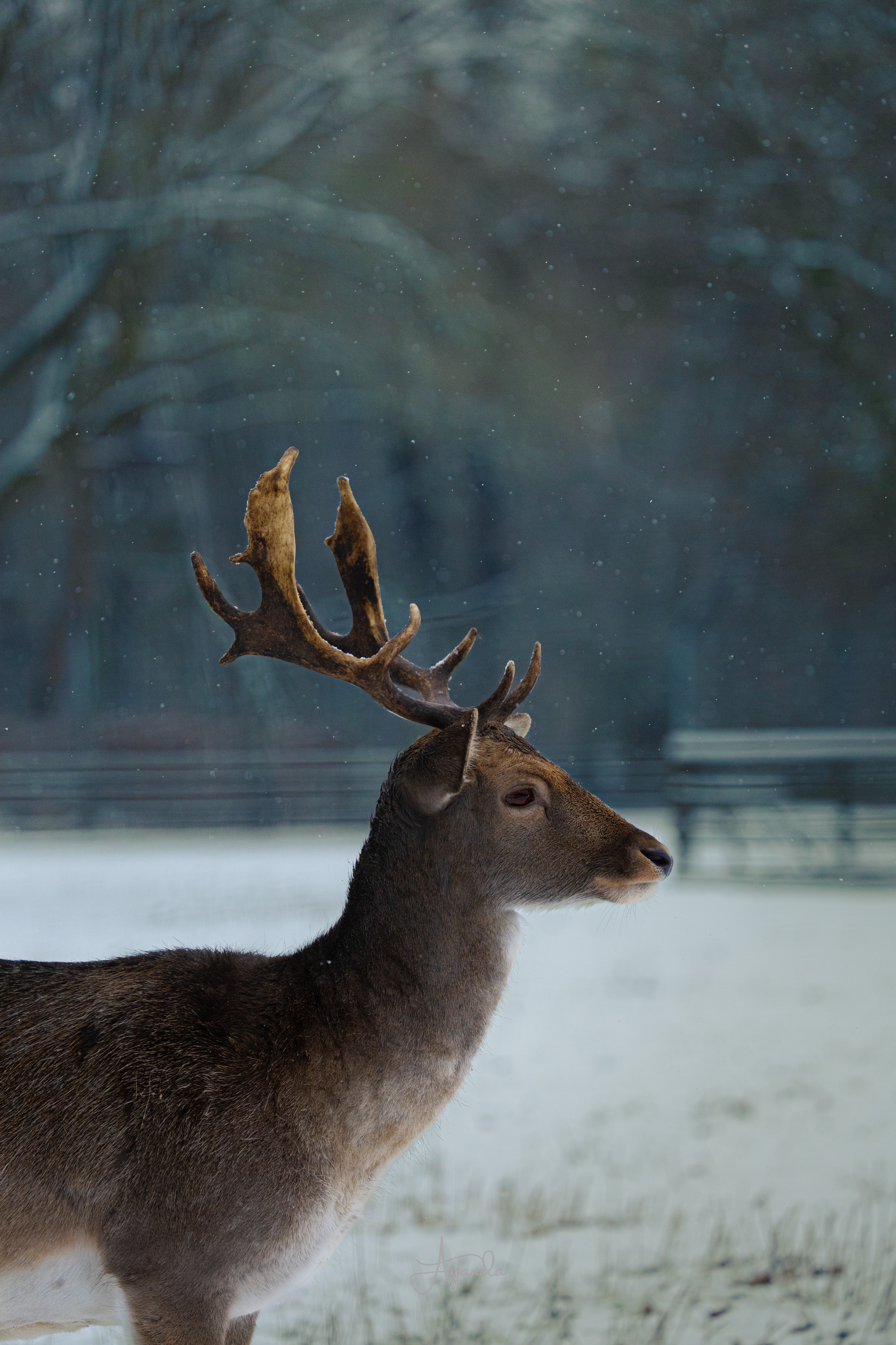 Deer