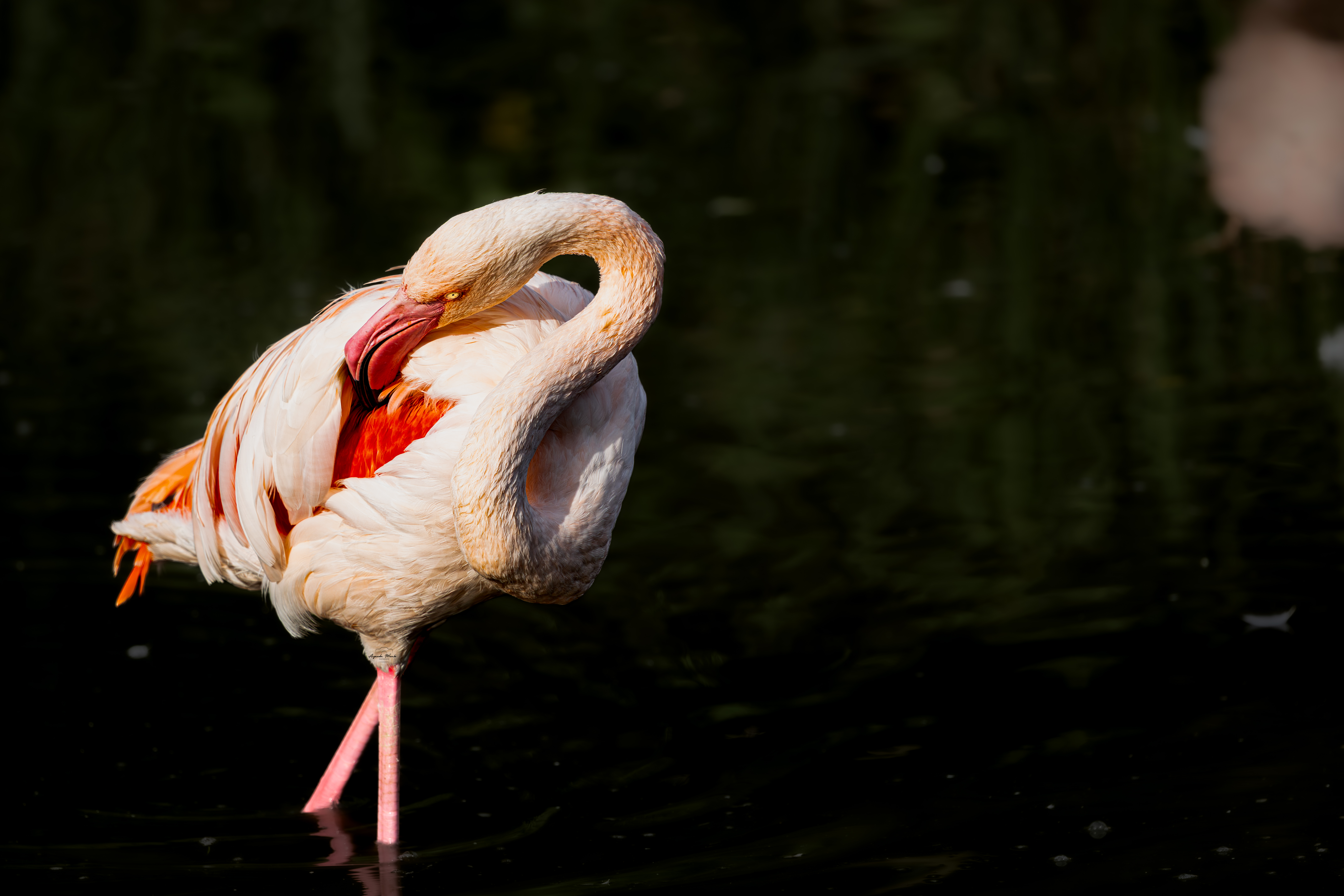 Flamingo