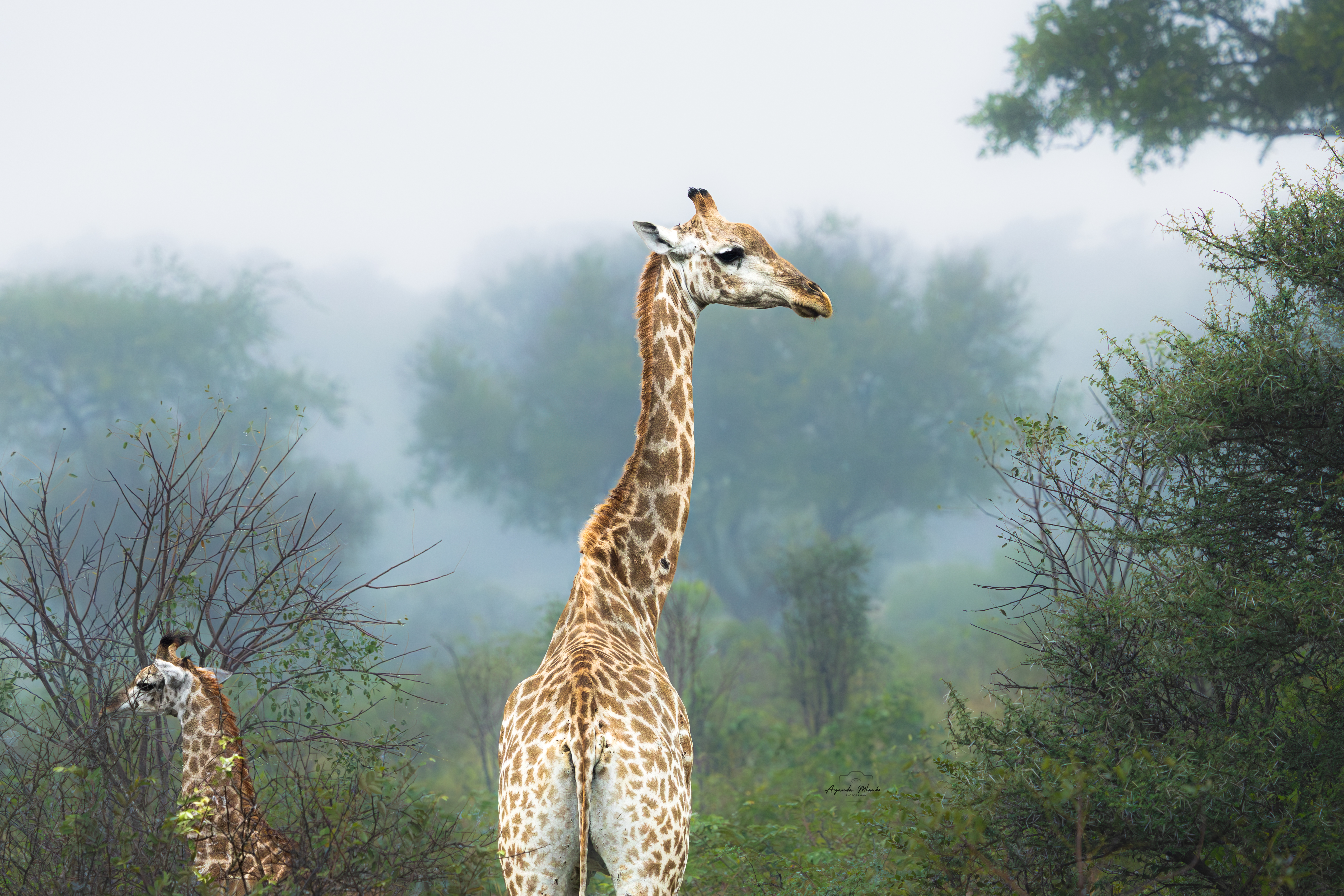 Giraffee