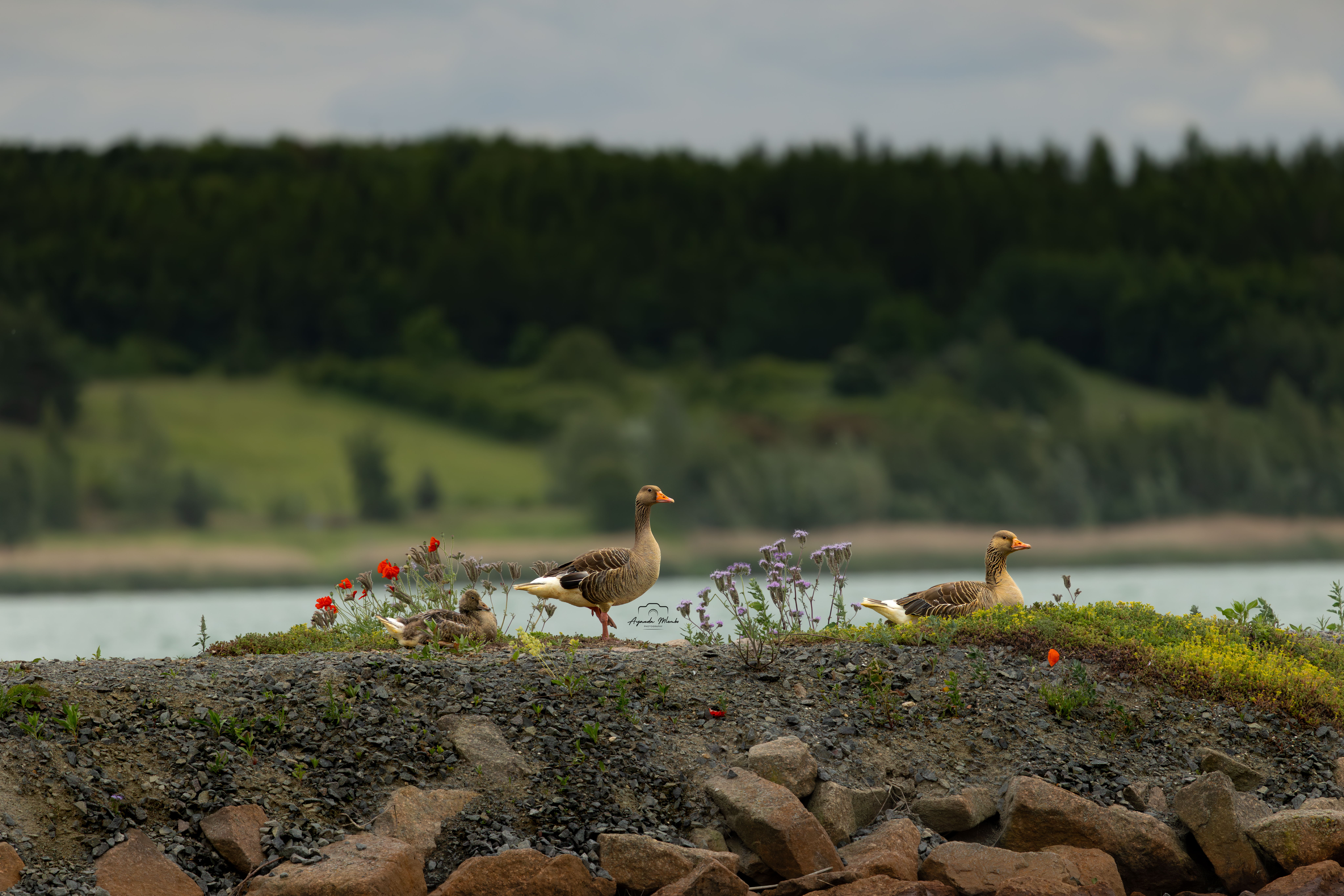 Goose