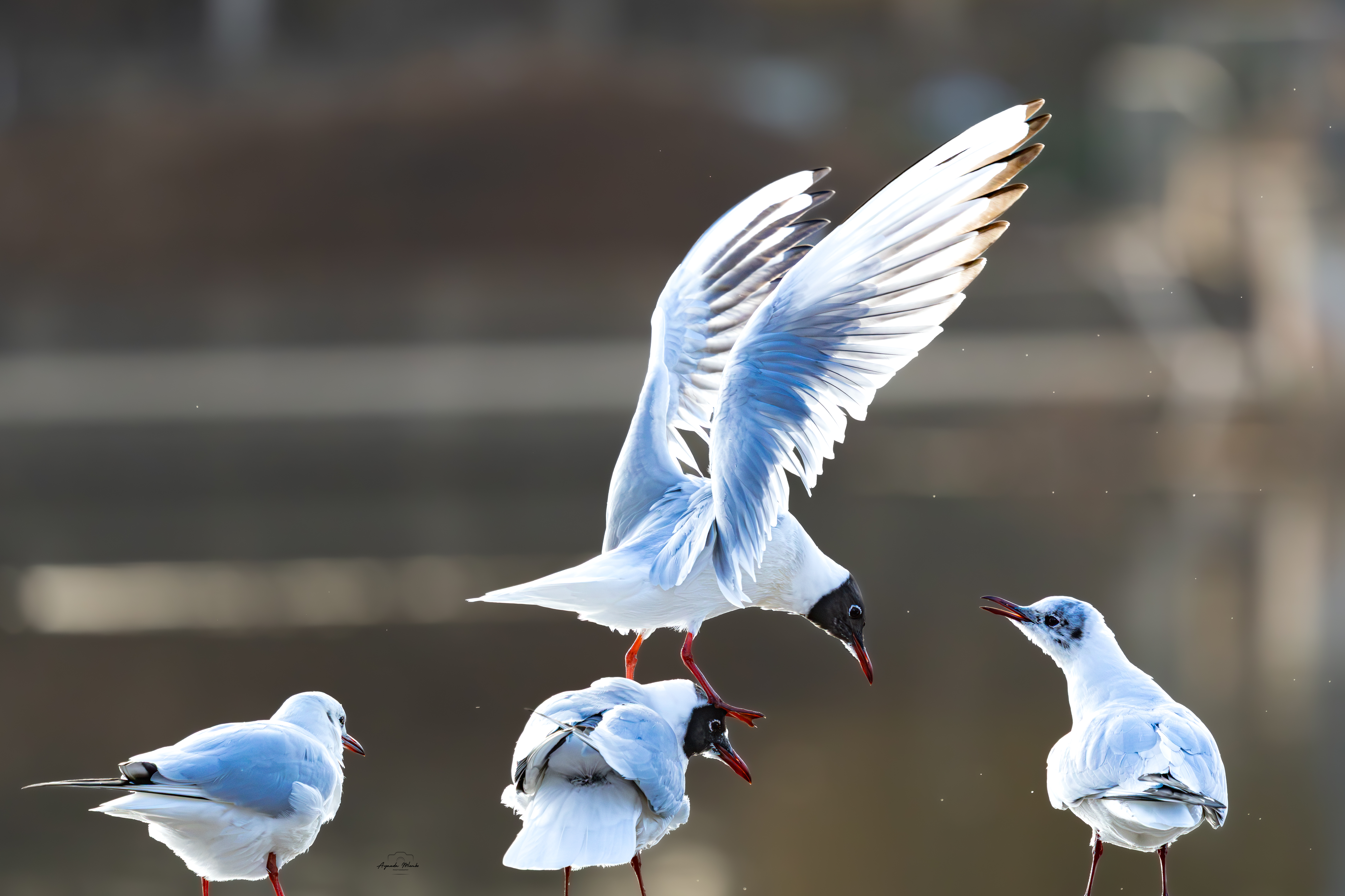 Gull