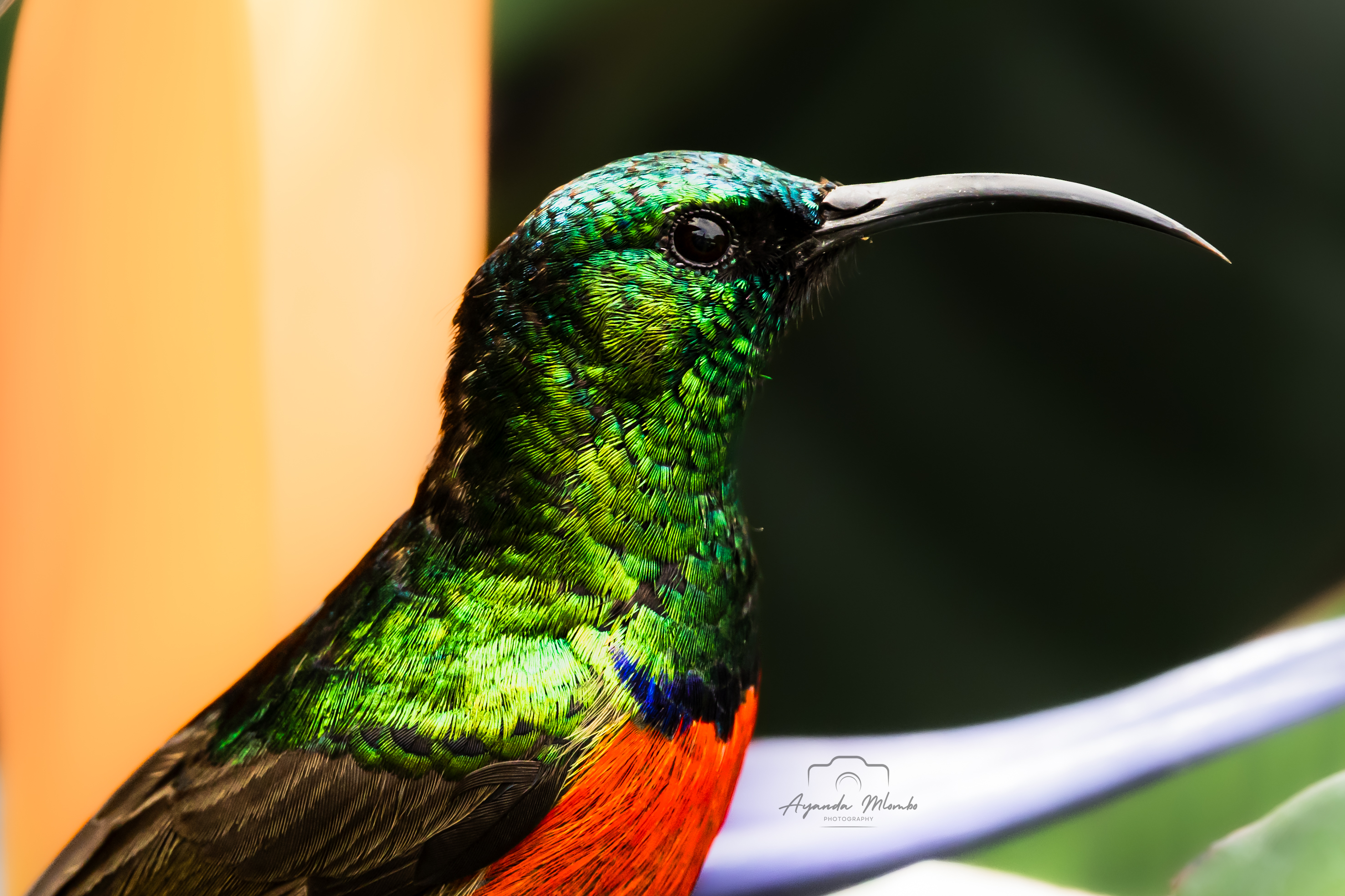 Hummingbird