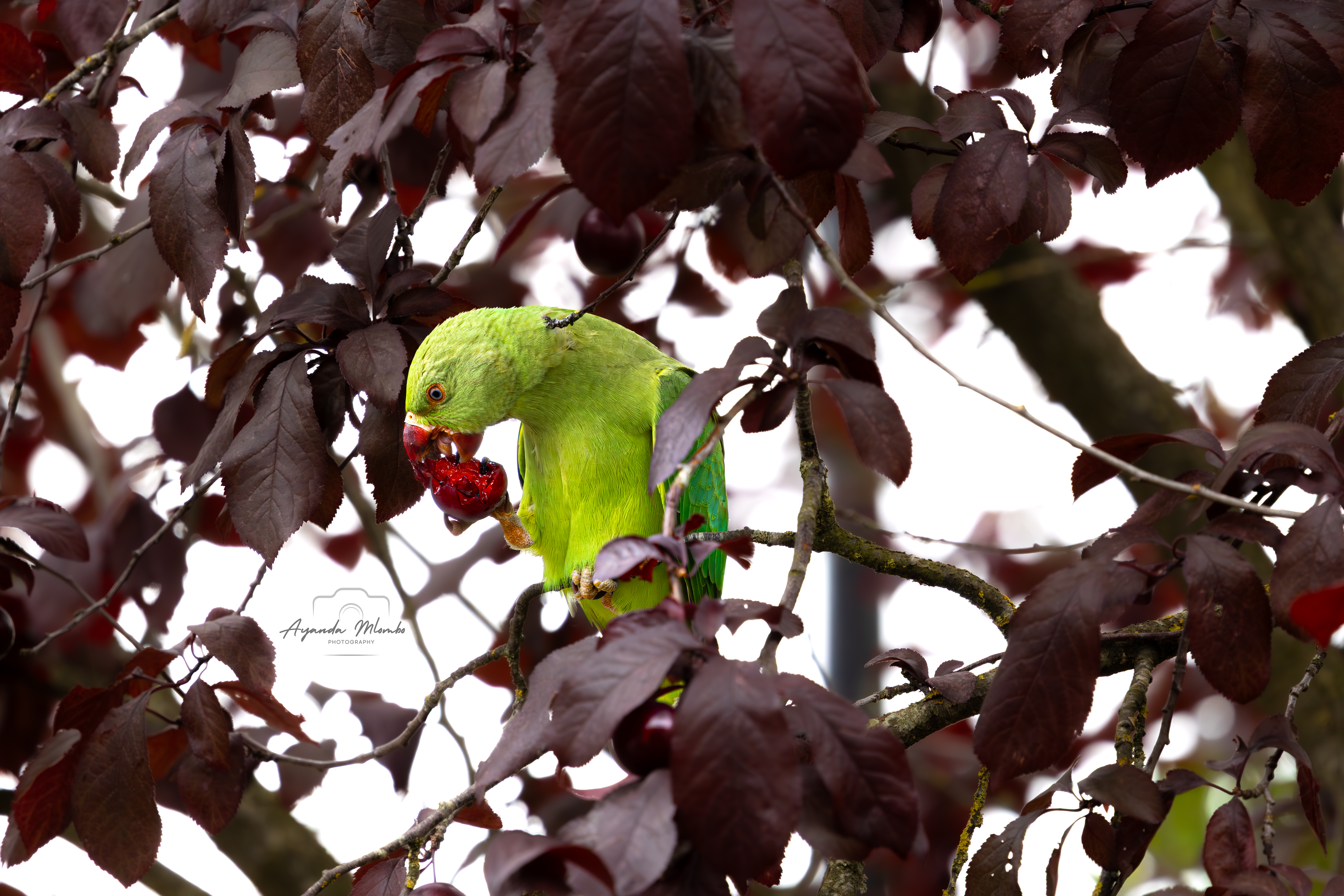 Parrot