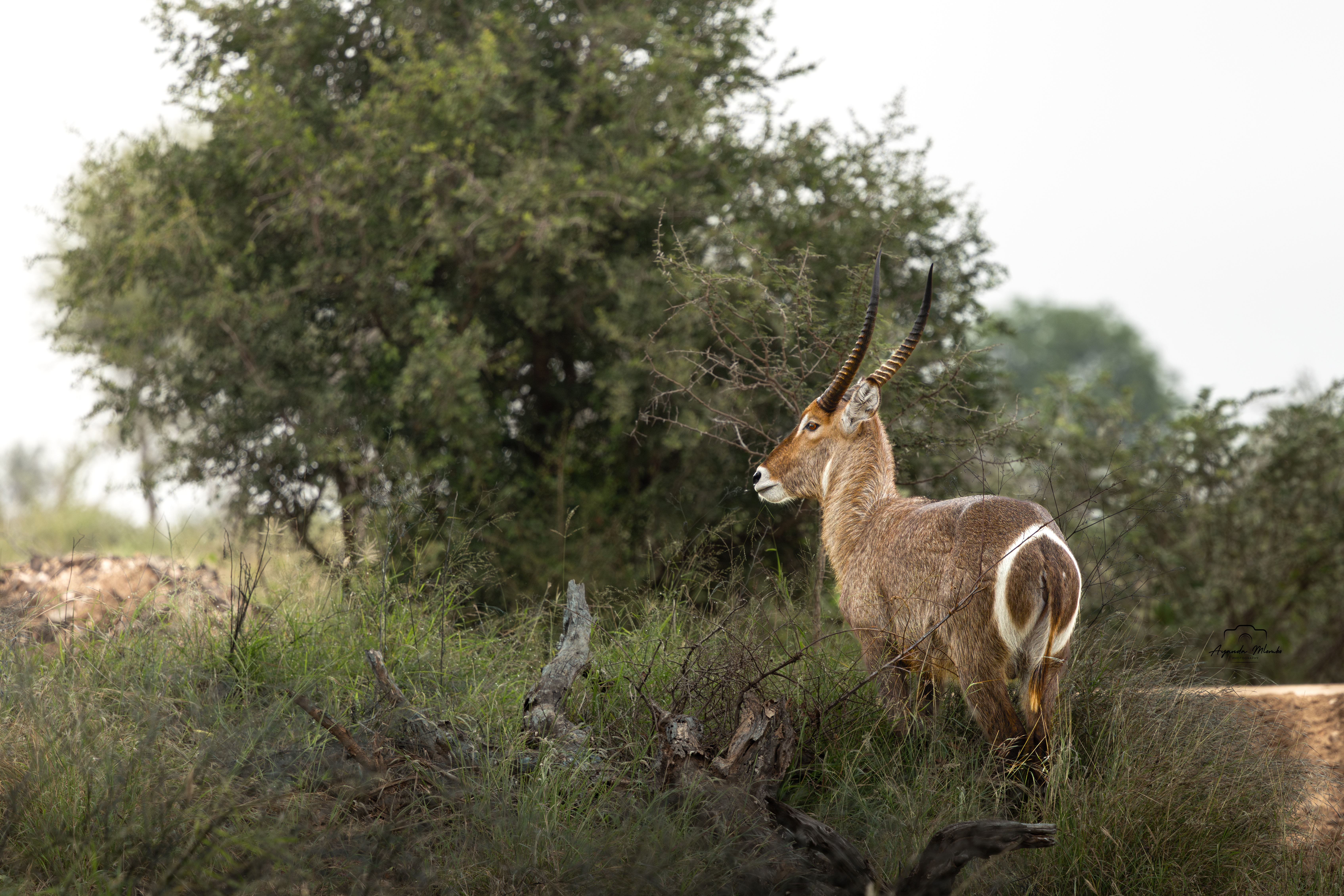 Waterbuck
